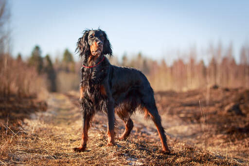 Un Gordon setter se tenant droit, montrant son incroyable physique