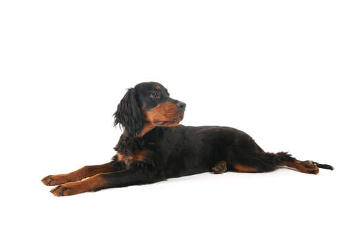 Un beau jeune chiot setter Gordon étalant ses pattes arrière