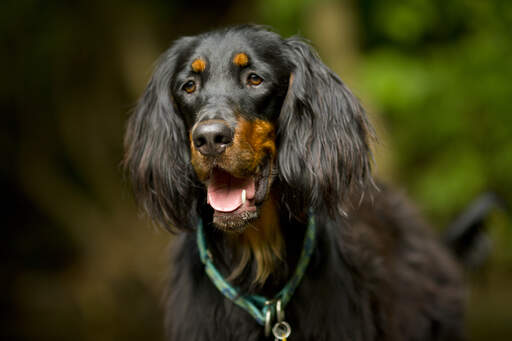 Un gros plan sur les magnifiques longues oreilles d'un setter Gordon