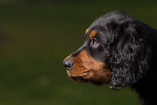 Gros plan sur les beaux yeux et les douces oreilles d'un chiot setter Gordon