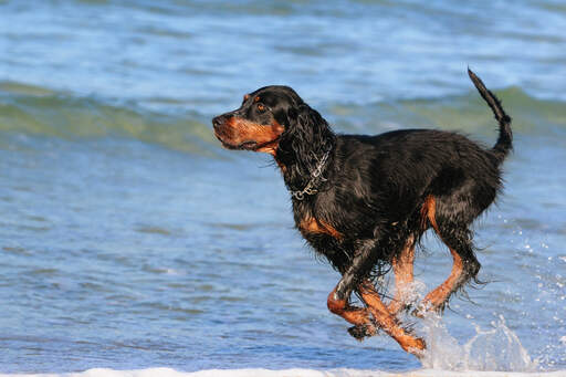 Un adorable adulte Gordon setter bondissant dans l'eau