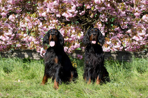 Deux beaux setters adultes Gordon assis patiemment ensemble