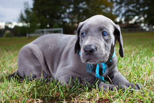 Un magnifique petit chiot dogue allemand se reposant sur l'herbe