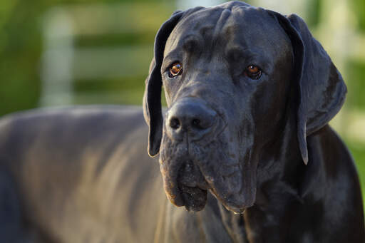 Gros plan sur le beau pelage noir et épais d'un dogue allemand.