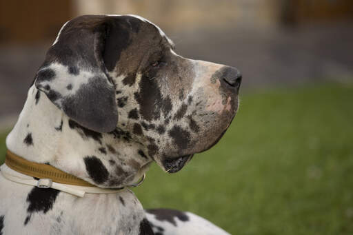 Un gros plan sur le beau visage masculin d'un dogue allemand tacheté