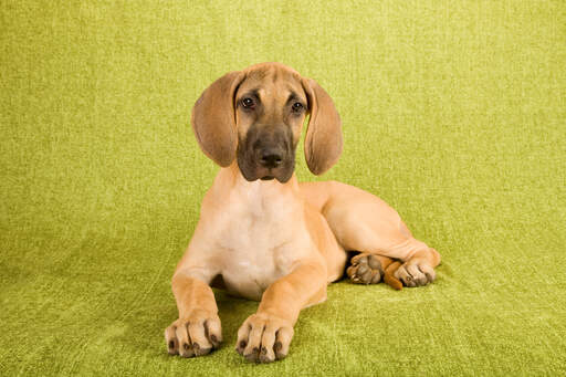 Un jeune dogue allemand en bonne santé, avec de magnifiques grandes pattes