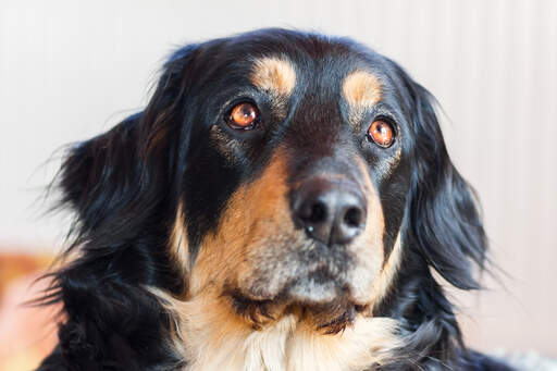 Gros plan sur les beaux yeux ronds et les longues oreilles bouclées d'un hovawart