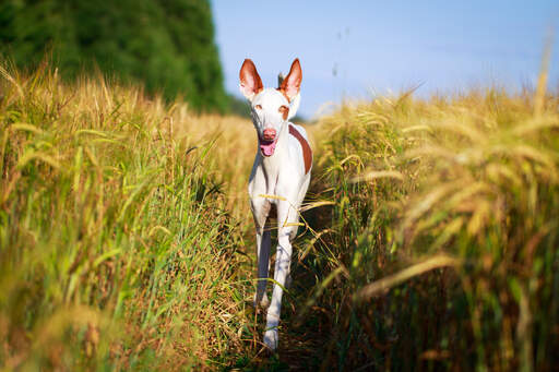 Un chien de chasse ibizan avec les oreilles en alerte se promenant dans un champ