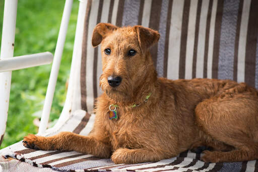 Un adorable petit irish terrier se relaxant sur une chaise