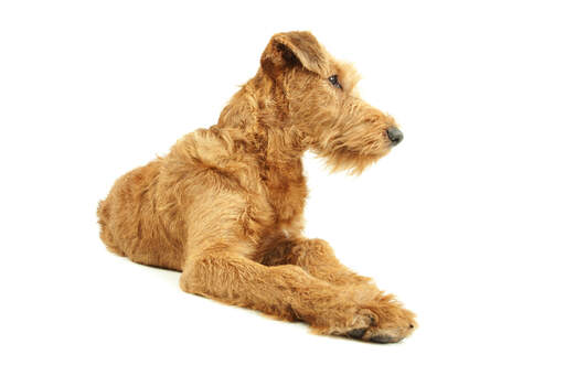 Un charmant irish terrier barbu couché proprement avec ses pattes rapprochées