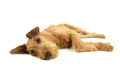 Un irish terrier au repos appréciant son temps sur le sol