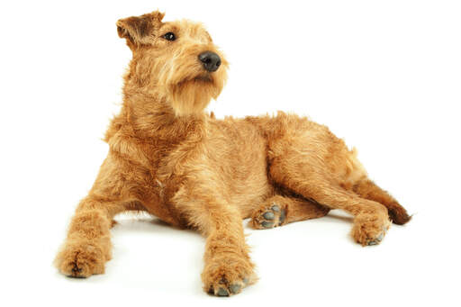 Un irish terrier jeune et nerveux qui montre son beau pelage rouge