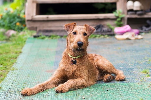 Un jeune irish terrier couché, attendant un peu d'attention