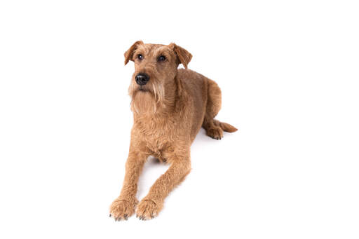 Un jeune adulte irish terrier couché attendant un ordre