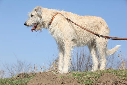 Un grand, gros chien-loup irlandais avec un magnifique poil blanc et filiforme