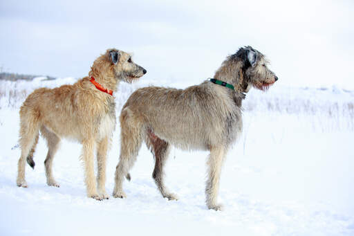 Deux merveilleux chiens-loups irlandais qui profitent d'un peu d'exercice dans les Snow