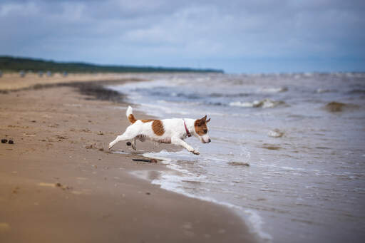 Une belle petite femelle jack russell terrier bondissant dans l'eau