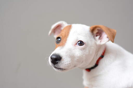 Gros plan sur les magnifiques petits yeux d'un jeune jack russell terrier et son doux pelage de chiot