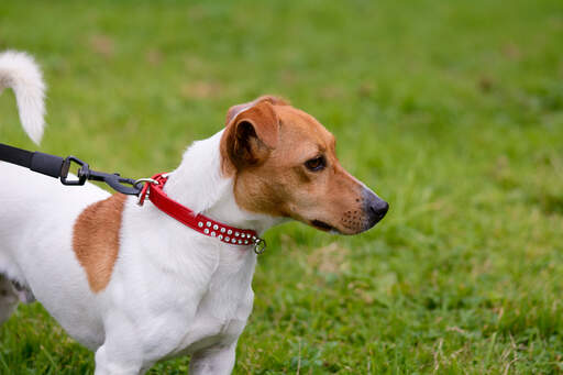 Un jeune adulte en bonne santé, un jack russell terrier avec un beau pelage court et doux