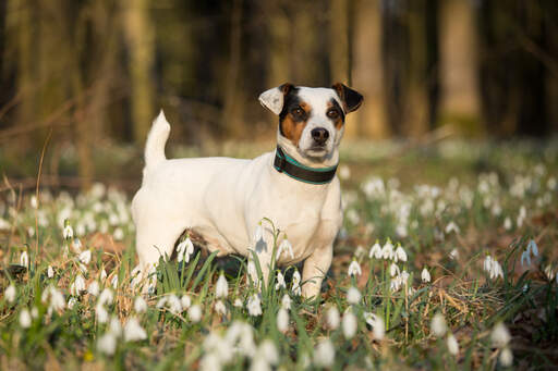 Un magnifique jack russell terrier se tenant droit, montrant son beau petit corps