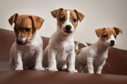 Trois magnifiques petits jack russell terriers assis bien sagement ensemble