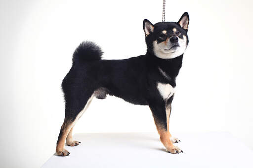 Un beau petit chiot shiba inu japonais avec un beau poil épais