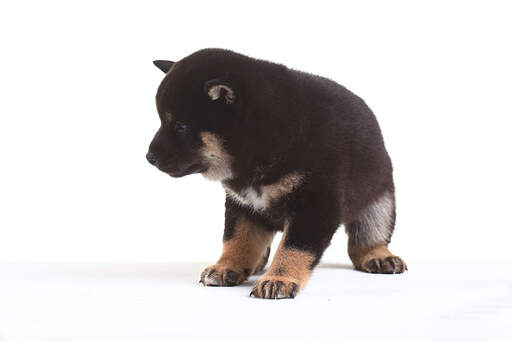 Gros plan sur les pattes géantes et impressionnantes d'un chiot shiba inu japonais.