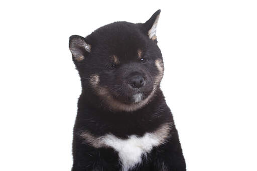 Gros plan sur le joli visage arrondi d'un chiot shiba inu japonais