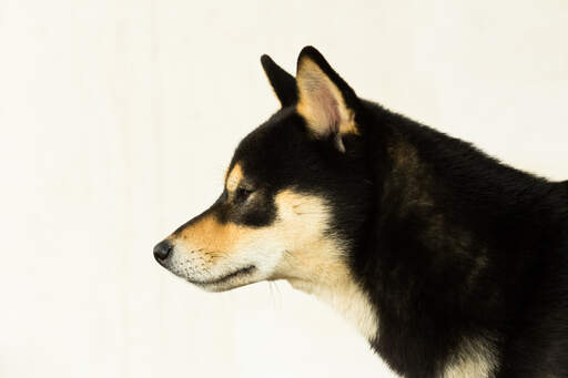 Profil d'un shiba inu japonais avec un long nez pointu et de grandes oreilles pointues