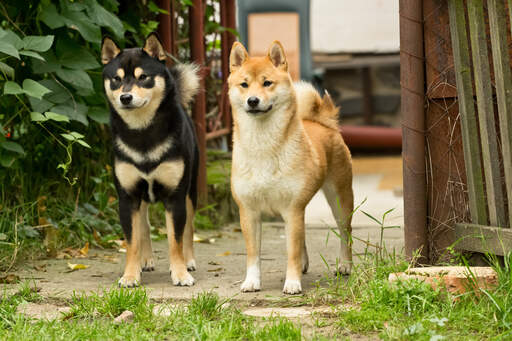 Deux shiba inus japonais adultes en bonne santé se tenant debout ensemble