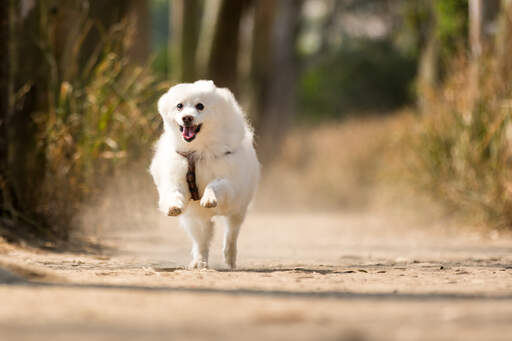 Un spitz japonais à toute allure bondissant vers son propriétaire