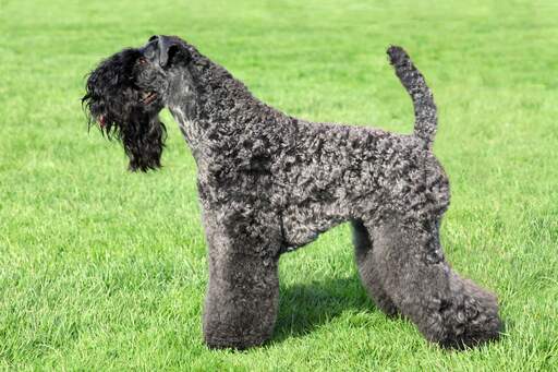 Un kerry blue terrier incroyablement soigné avec une magnifique longue barbe noire