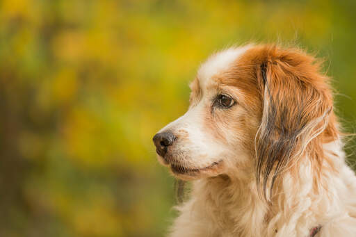 Un gros plan des merveilleuses longues oreilles dépourvues de poils d'un kooikerhondje