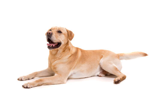 Un jeune adulte labrador retriever en bonne santé avec un pelage épais Golden