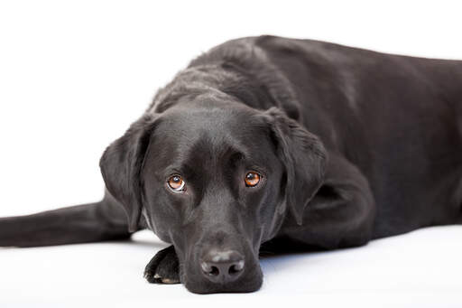 Un labrador retriever adulte se reposant, profitant du sol