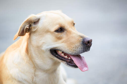 Un labrador retriever adulte avec un beau pelage épais et blond