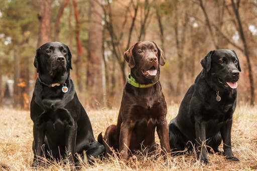 Trois adorables labrador retrievers adultes assis patiemment ensemble