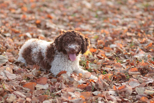 Un amoureux de l'amusement laGotto romagnolo appréciant les feuilles d'automne