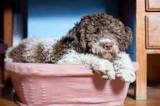 Un laGotto romagnolo fatigué se blottissant dans son panier