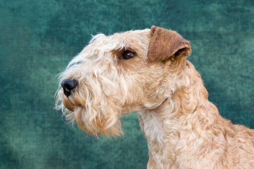 Un gros plan de la belle barbe soignée d'un lakeland terrier