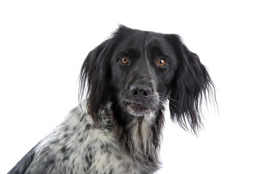 Un beau jeune grand munsterlander avec des oreilles noires soyeuses