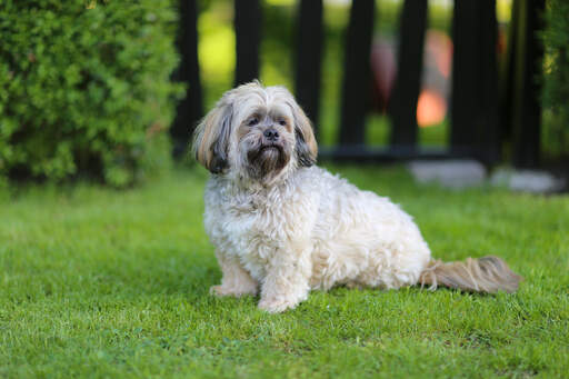 Un beau petit lhasa apso assis patiemment, attendant un ordre