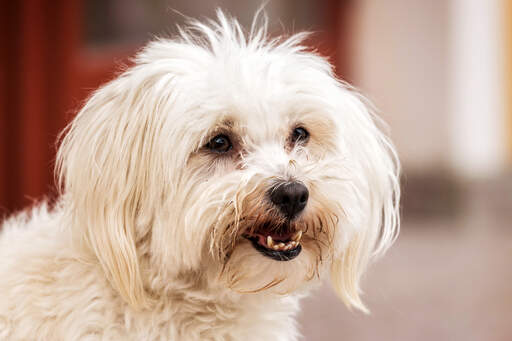 Gros plan sur le pelage blanc doux et sain et la barbe brune d'un bichon maltais.