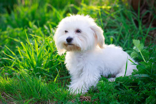 Un merveilleux petit chiot maltais au doux pelage blanc et à la barbe brune