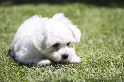 Un petit bichon maltais curieux, qui inspecte l'herbe.