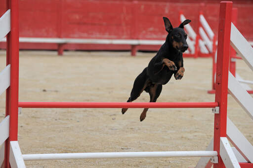 Un manchester terrier sur un parcours d'agilité sautant incroyablement haut