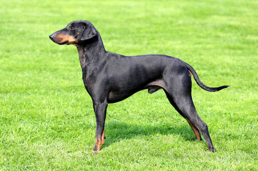 Un manchester terrier montrant ses merveilleuses longues pattes et son physique svelte