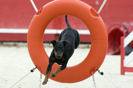 Un manchester terrier en bonne santé qui saute dans un cerceau sur un parcours d'agilité