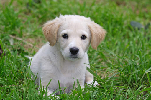 Un mignon petit chien de berger maremma