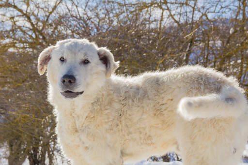 Un chien de berger maremma fort et courageux prêt à protéger un troupeau